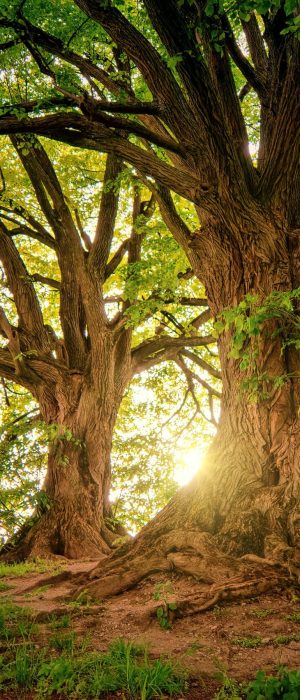 tree-image-header-all-pages tree-image-header-all-pages